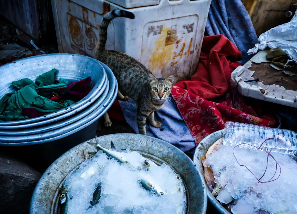 Seafood for Park City Kitchens